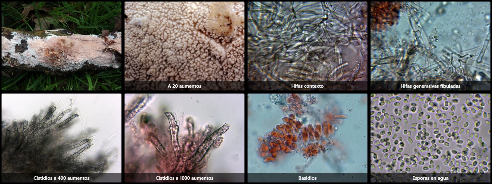 Microscopía de Steccherinum fimbriatum