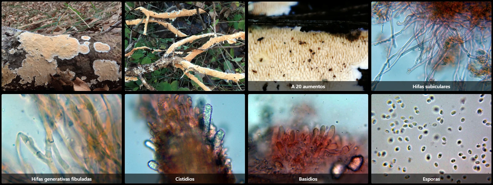 Microscopía de Steccherinum ochraceum
