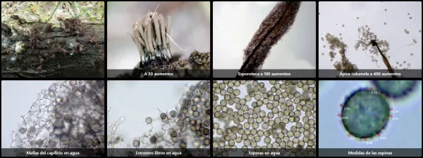 Microscopía de Stemonaria fuscoides
