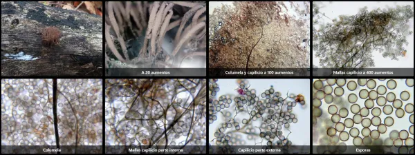 Microscopía de Stemonitis axifera