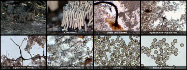 Microscopía de Stemonitis flavogenita