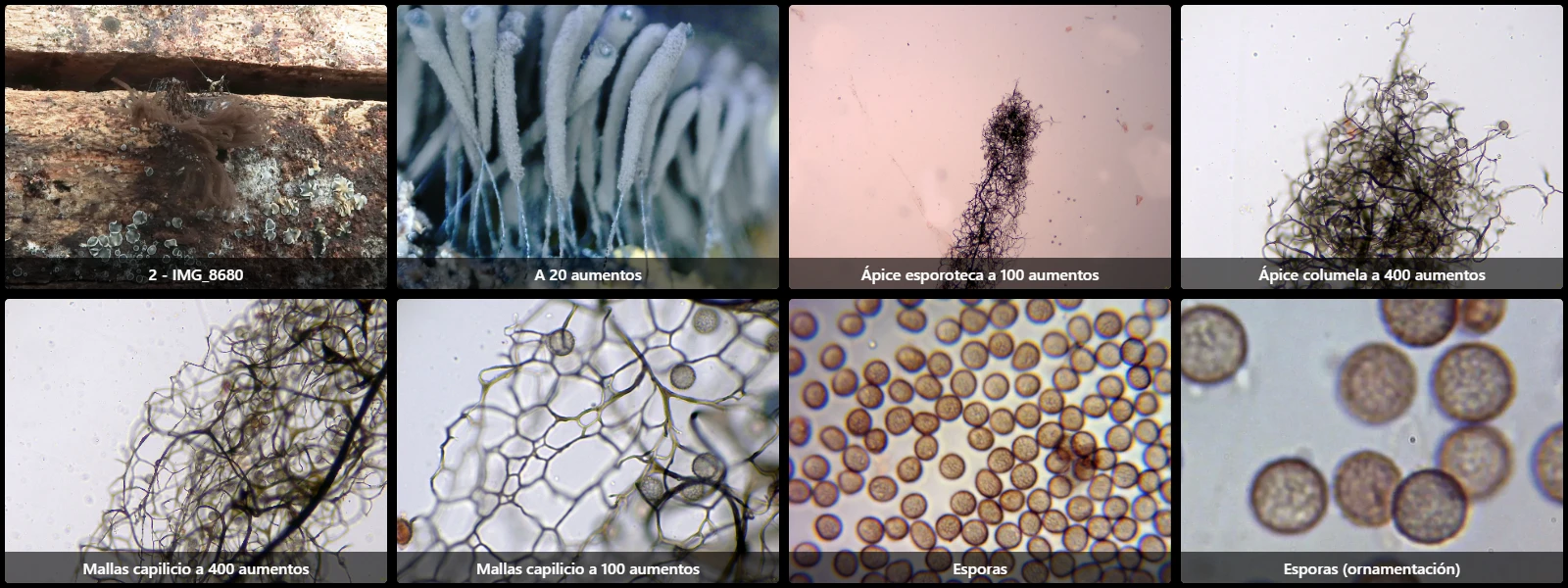 Microscopía de Stemonitis fusca