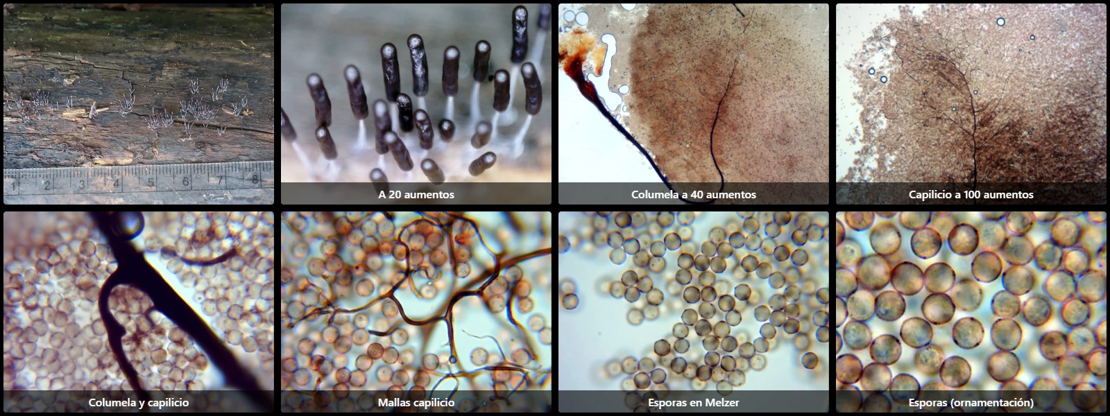 Microscopía de Stemonitopsis typhina