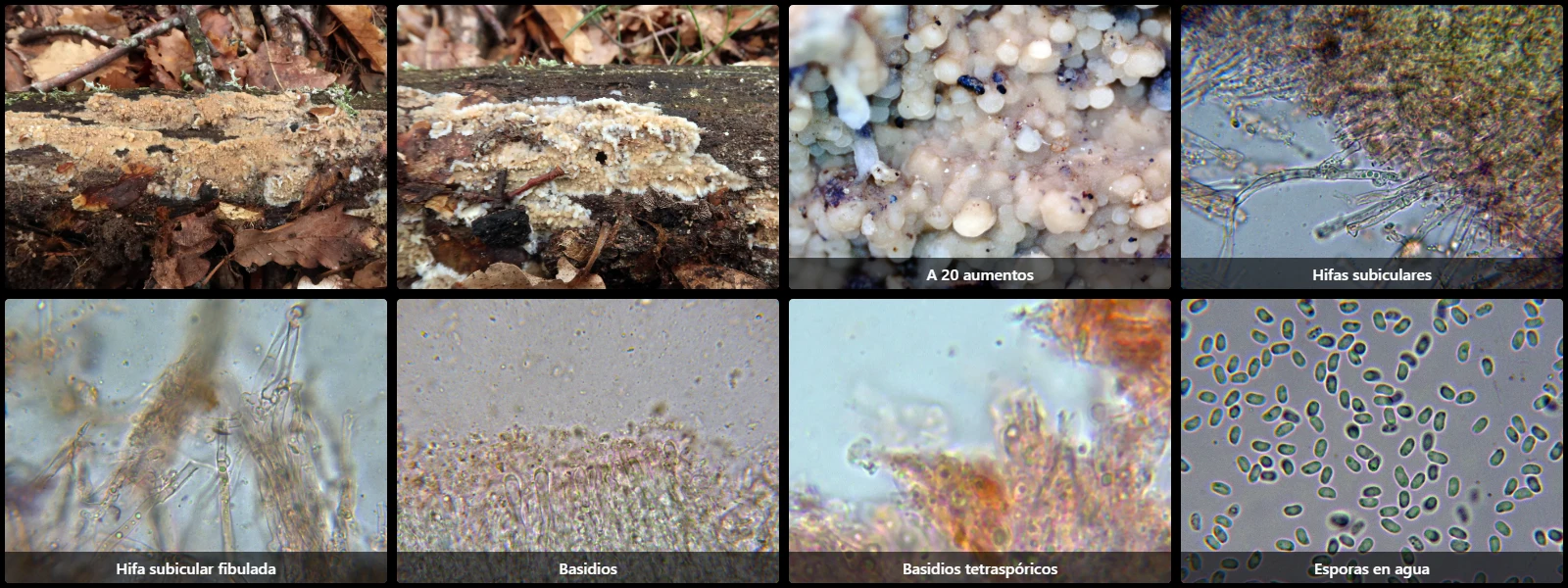Microscopía de Stereophlebia tuberculata
