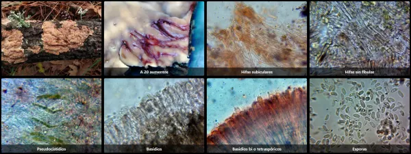 Microscopía de Stereum gausapatum