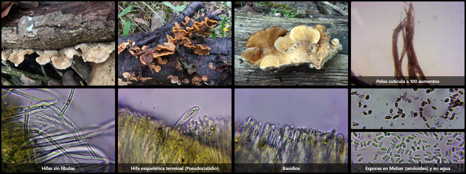 Microscopía de Stereum hirsutum