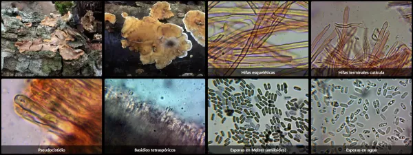 Microscopía de Stereum ochraceoflavum