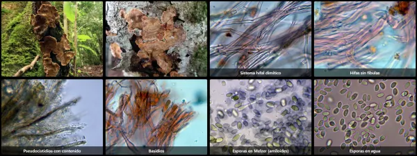 Microscopía de Stereum rugosum