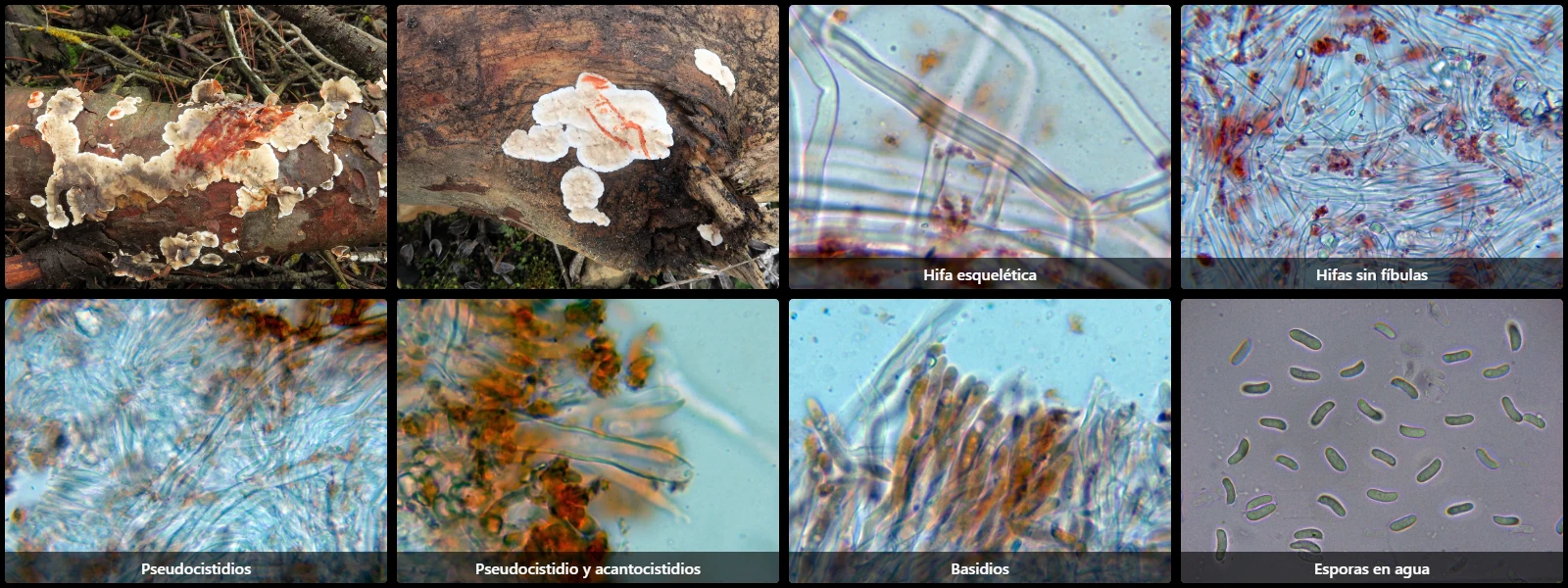 Microscopía de Stereum sanguinolentum