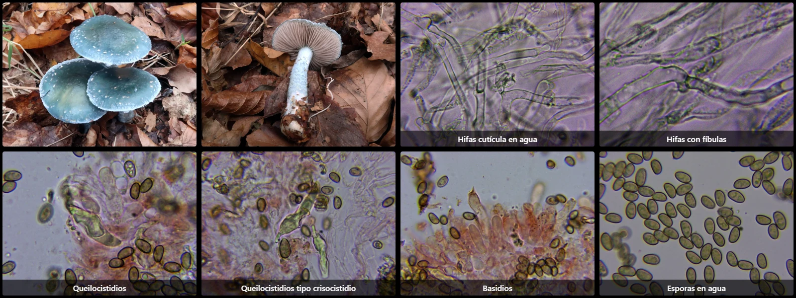 Microscopía de Stropharia caerulea