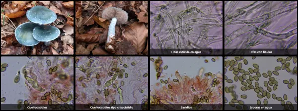 Microscopía de Stropharia caerulea