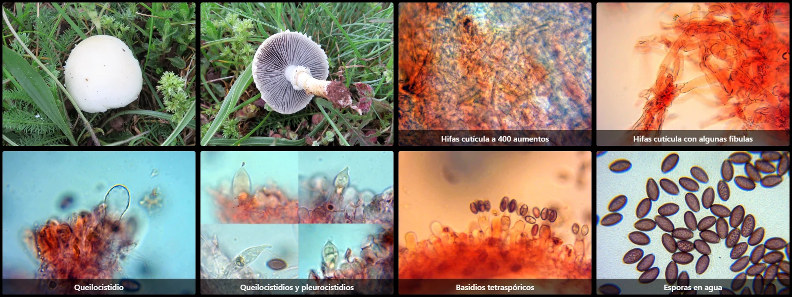Microscopía de Stropharia melanosperma