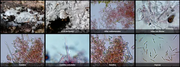 Microscopía de Subulicystidium longisporum