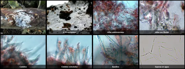 Microscopía de Subulicystidium perlongisporum