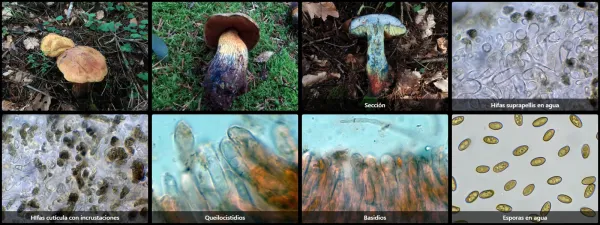 Microscopía de Suillellus luridus