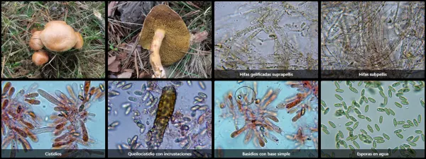 Microscopía de Suillus bovinus