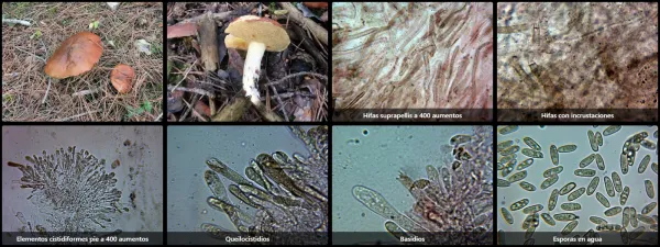 Microscopía de Suillus mediterraneensis