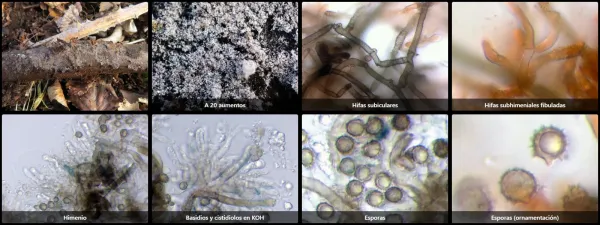 Microscopía de Tomentella lilacinogrisea