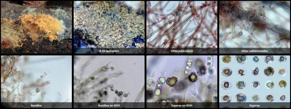 Microscopía de Tomentella punicea