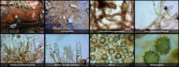 Microscopía de Tomentella stuposa