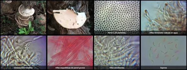 Microscopía de Trametes ectypa