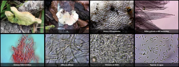 Microscopía de Trametes hirsuta