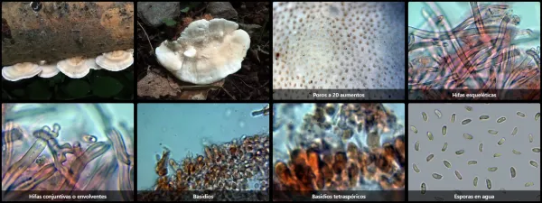 Microscopía de Trametes ochracea