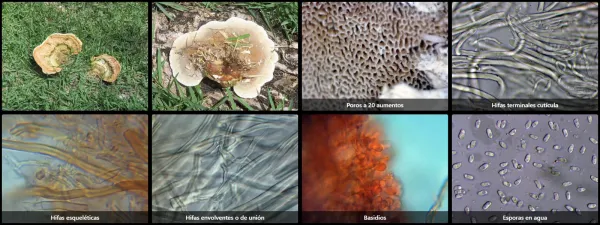 Microscopía de Trametes polyzona