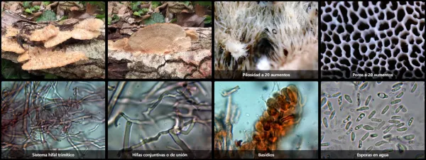 Microscopía de Trametes trogii
