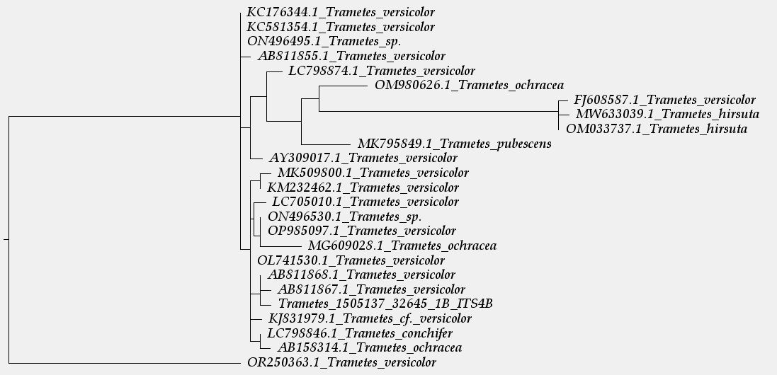 Arbol 2.JPG