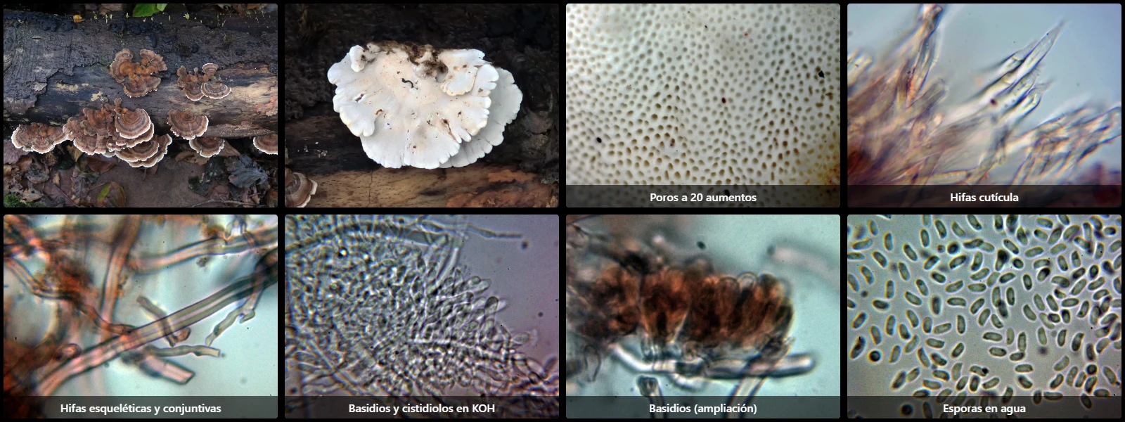 Microscopía de Trametes versicolor