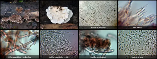 Microscopía de Trametes versicolor