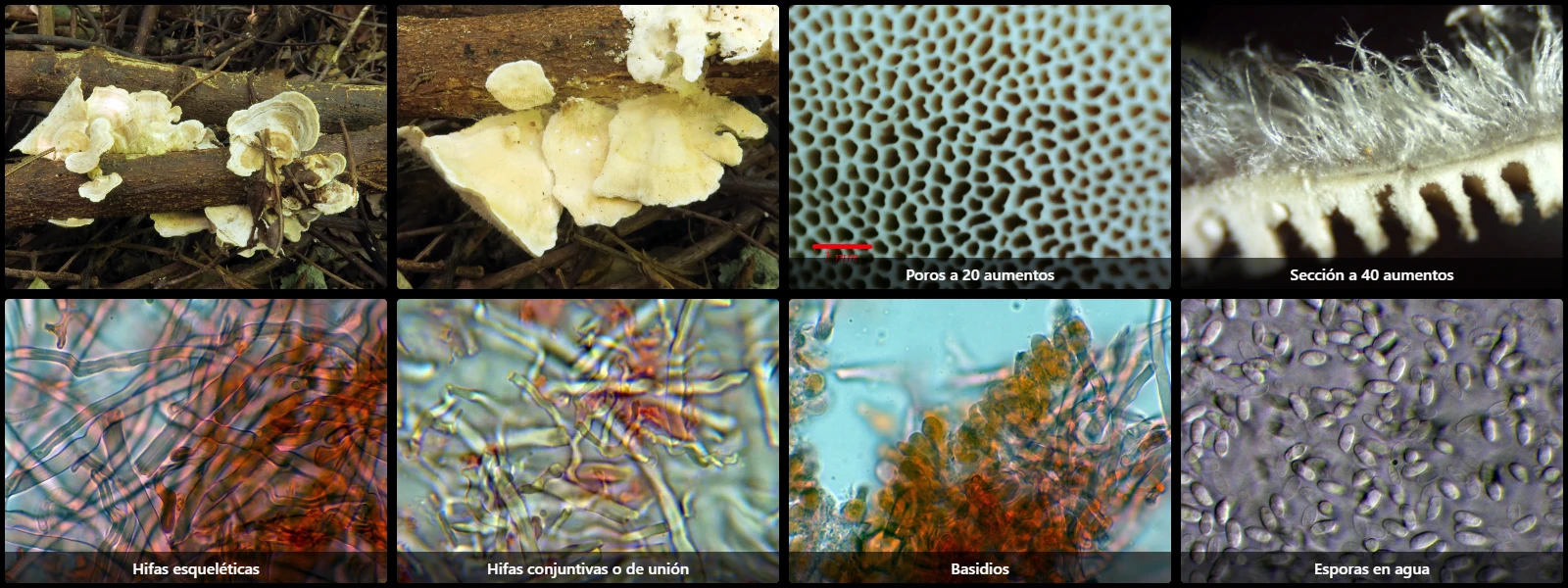 Microscopía de Trametes villosa