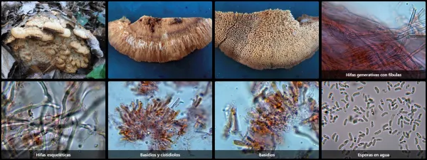 Microscopía de Trametopsis cervina