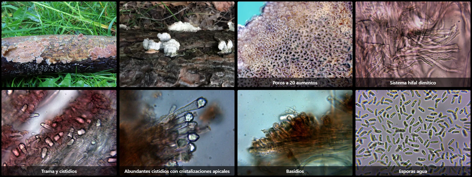 Microscopía de Trichaptum abietinum
