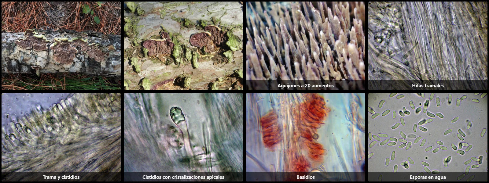 Microscopía de Trichaptum fuscoviolaceum