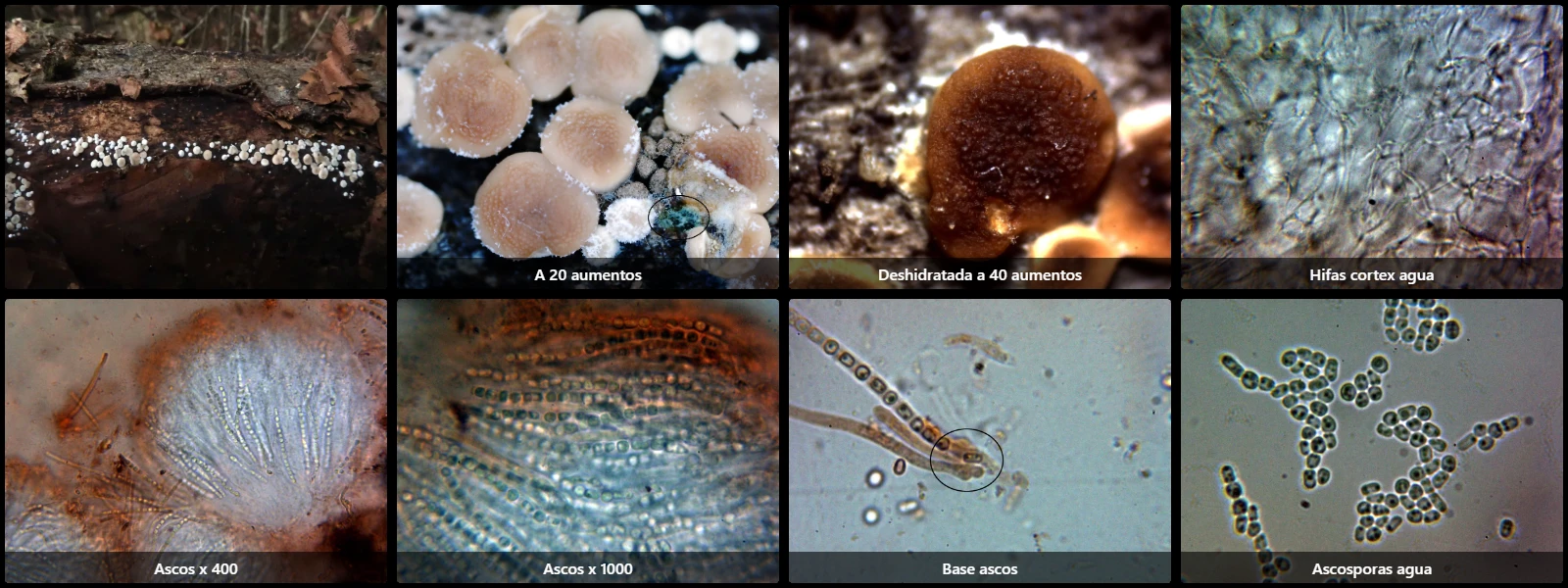 Trichoderma atlanticum