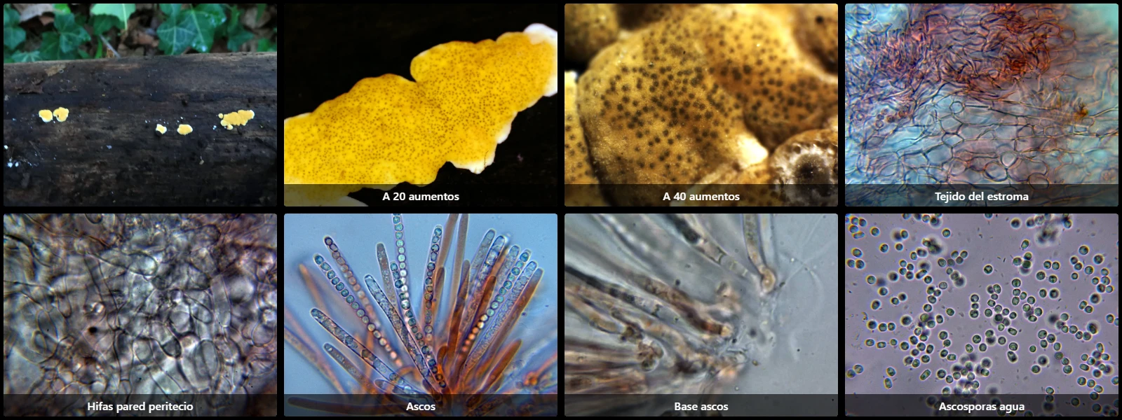 Trichoderma citrinum