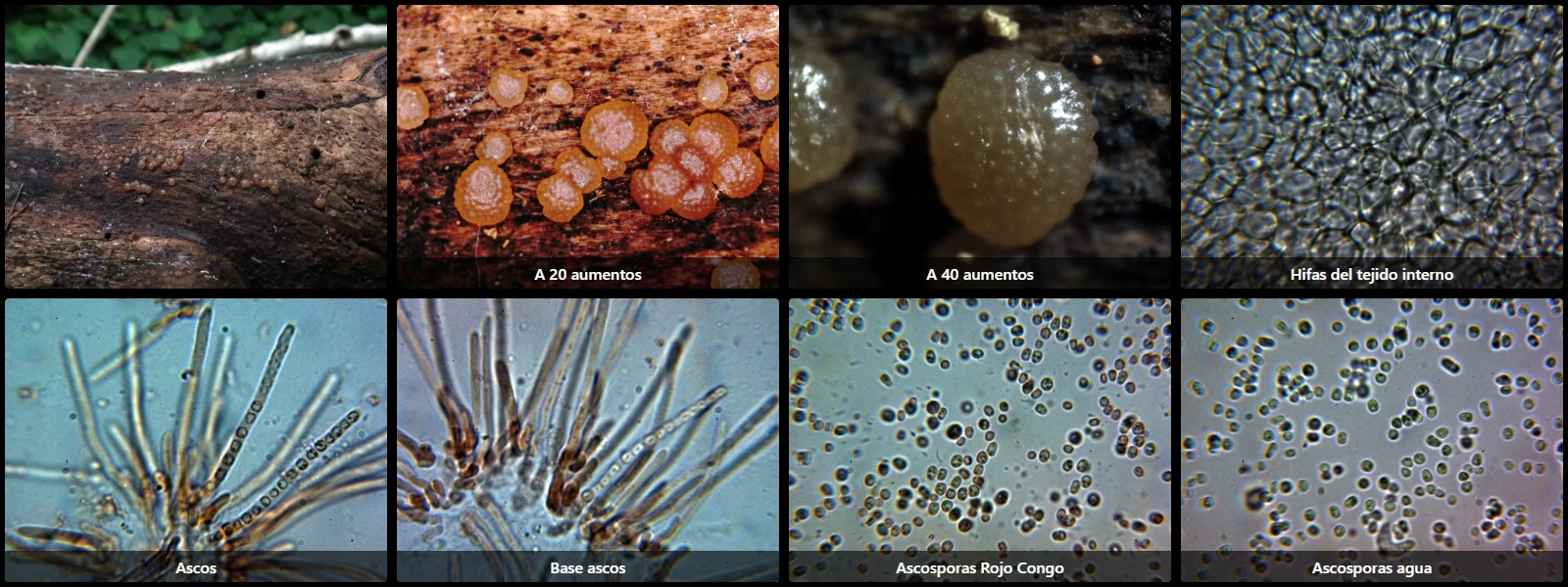 Trichoderma neorufum