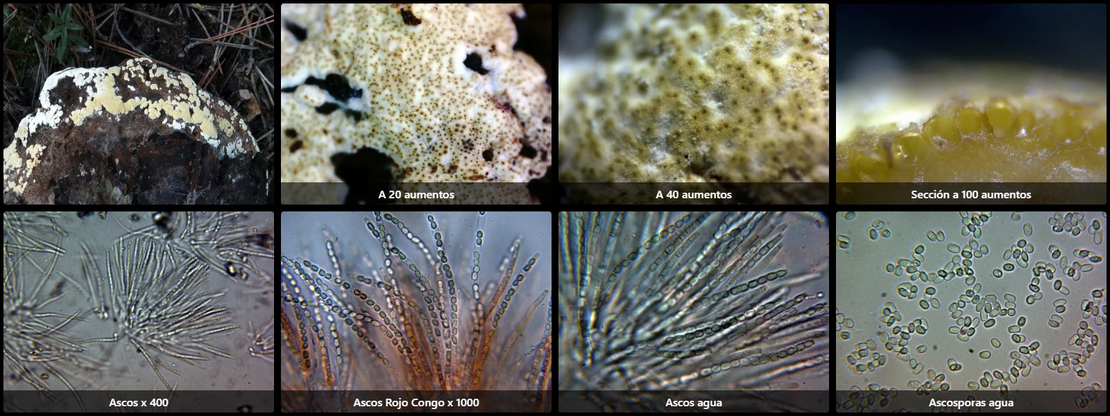 Trichoderma pulvinatum