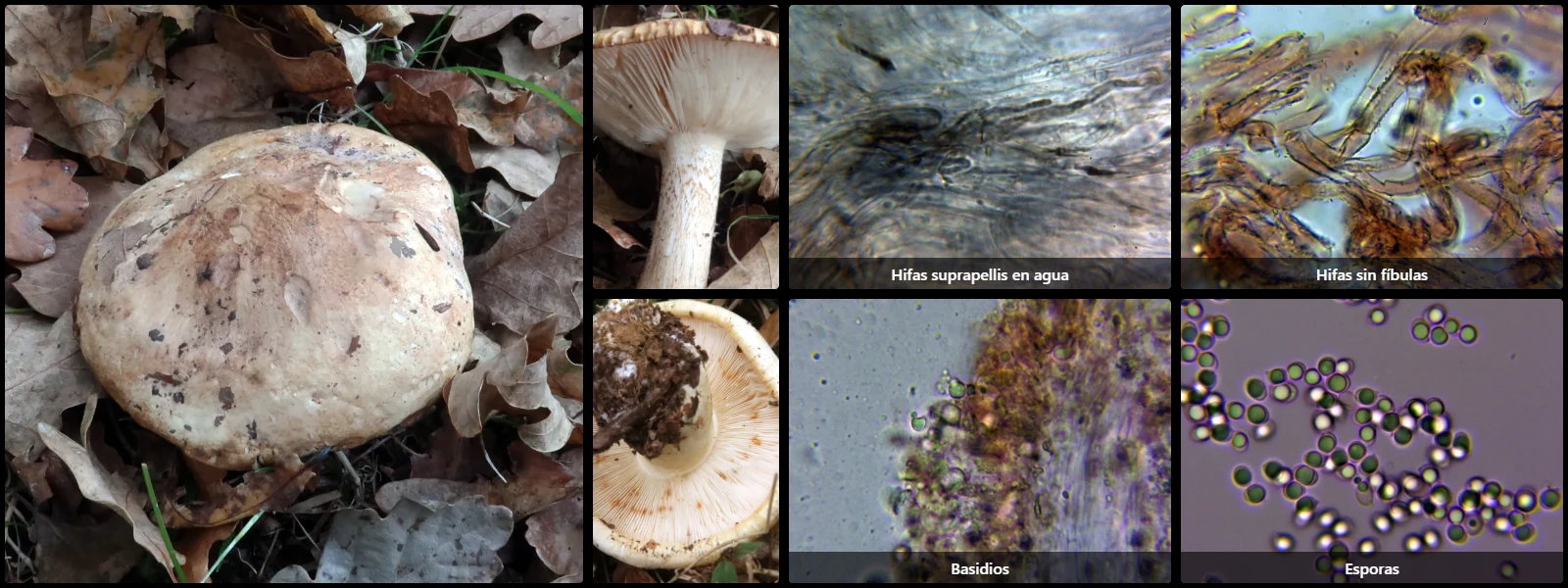 Microscopía de Tricholoma acerbum