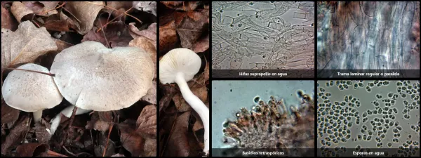Microscopía de Tricholoma argyraceum
