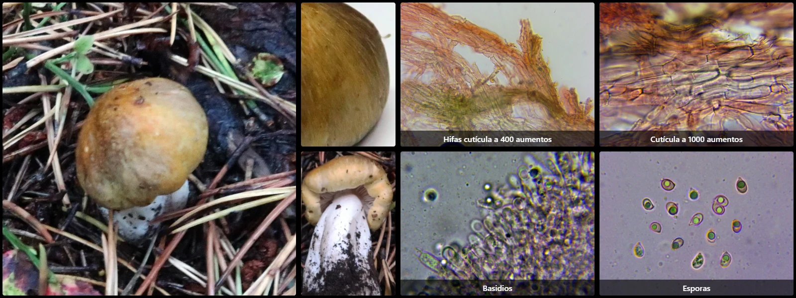 Microscopía de Tricholoma arvernense