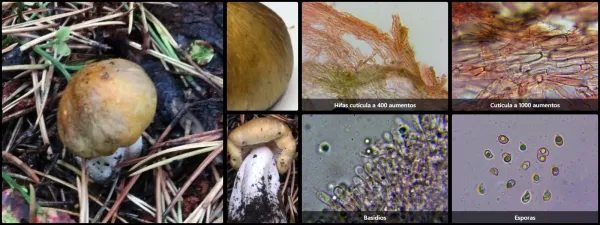 Microscopía de Tricholoma arvernense