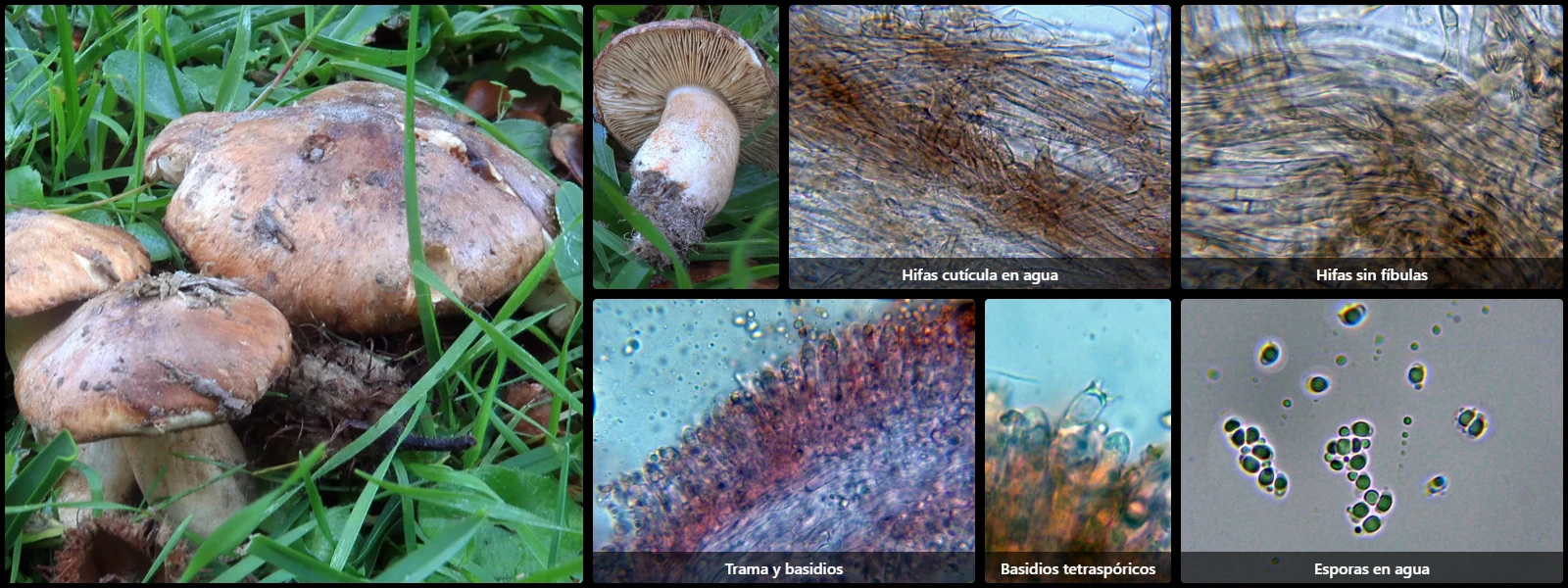 Microscopía de Tricholoma colossus