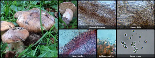 Microscopía de Tricholoma colossus