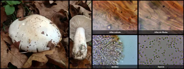Microscopía de Tricholoma columbetta