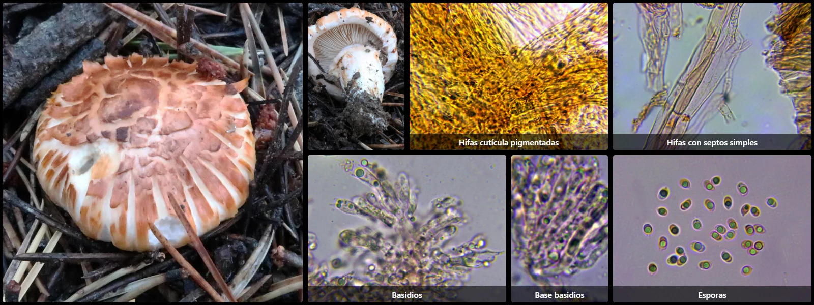 Microscopía de Tricholoma focale