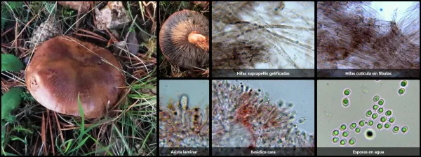 Microscopía de Tricholoma fracticum