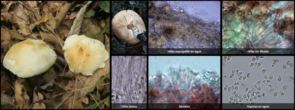 Microscopía de Tricholoma lascivum